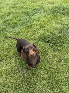 Pet Image
